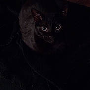 Una participe au concours pour gagner de l'argent avec cette photo : black_cat, cat, feline, pet, animal, sitting, indoors, dark, low_light, glowing_eyes, portrait, blanket, chair, floral_pattern, furniture, home, cozy, shadow, watchful, photography
