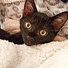 Una a rejoint le concours — aidez-le/la à gagner de superbes lots ! cat, kitten, black_cat, animal, pet, feline, eyes, ears, whiskers, nose, fur, portrait, close_up, blanket, bed, cozy, indoors, cute, resting, photography