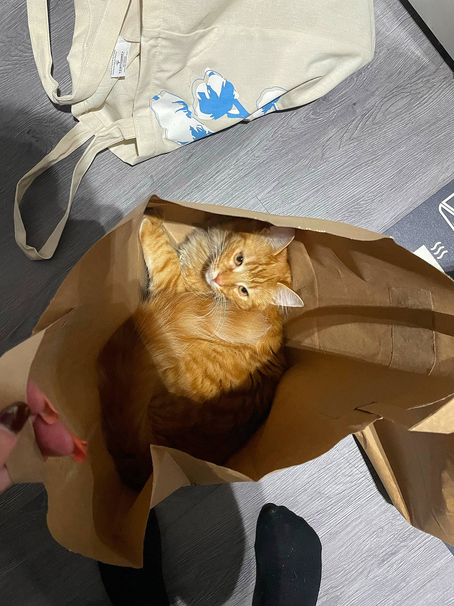 Sushi participe au concours pour gagner de l'argent avec cette photo : bag, box, cardboard, carnivore, cat, comfort, domestic_short_haired_cat, fawn, felidae, fur, linens, packaging_and_labeling, packing_materials, paper, paper_bag, shipping_box, small_to_medium_sized_cats, textile, whiskers, wood