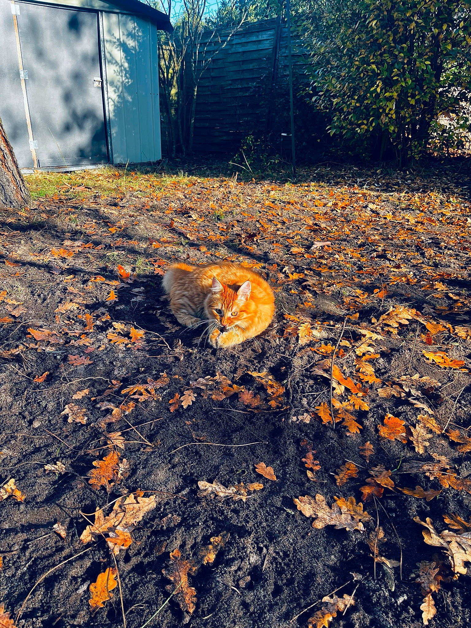 Sushi participe au concours pour gagner de l'argent avec cette photo : asphalt, branch, carnivore, deciduous, fawn, grass, landscape, natural_environment, natural_landscape, people_in_nature, plant, road_surface, soil, sporting_group, tints_and_shades, tire, tree, trunk, twig, wood
