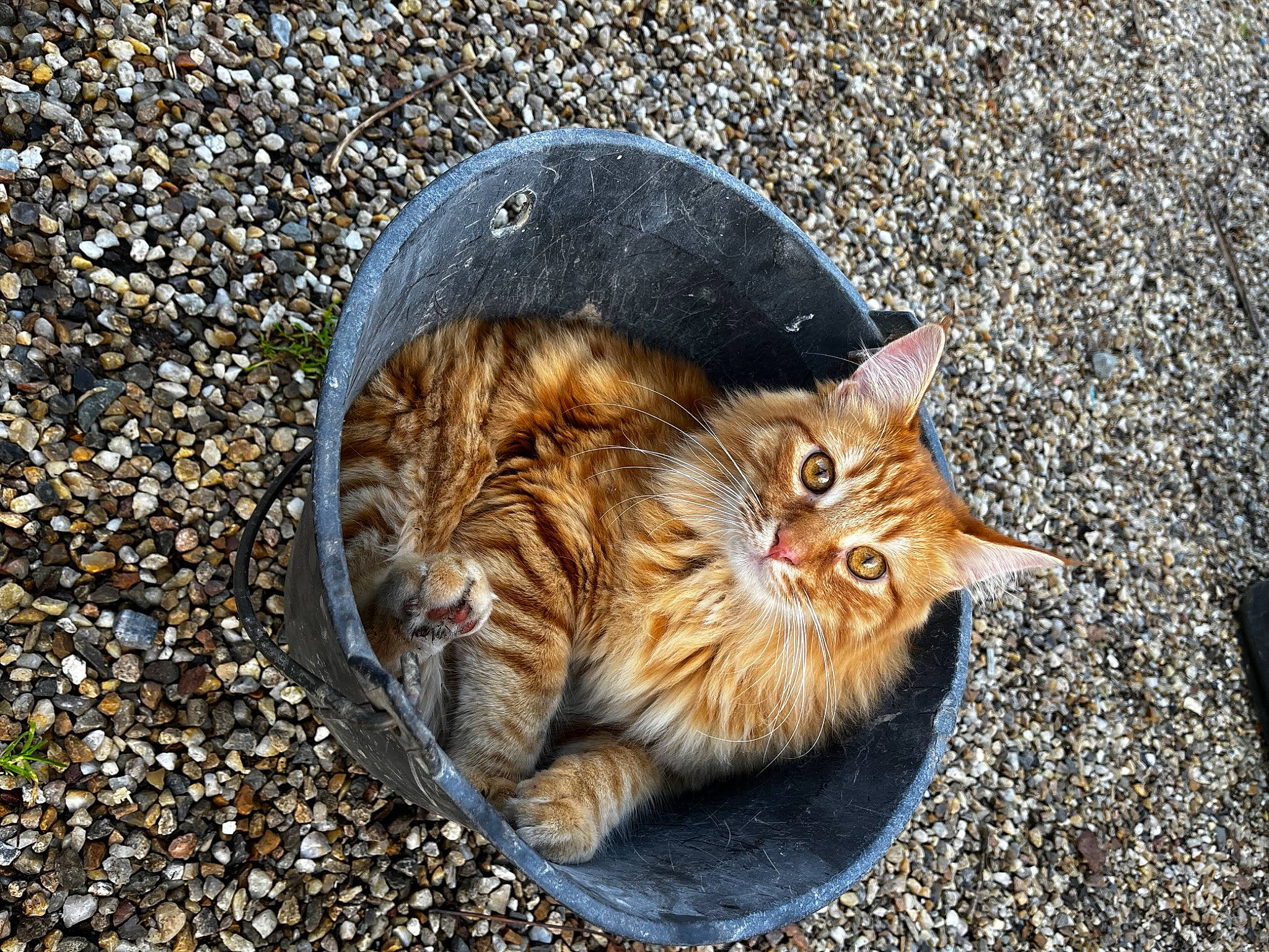 Sushi participe au concours pour gagner de l'argent avec cette photo : asphalt, carnivore, cat, claw, domestic_short_haired_cat, fawn, felidae, fur, grass, paw, road, road_surface, sand, sitting, small_to_medium_sized_cats, soil, tail, terrestrial_animal, whiskers, wildlife
