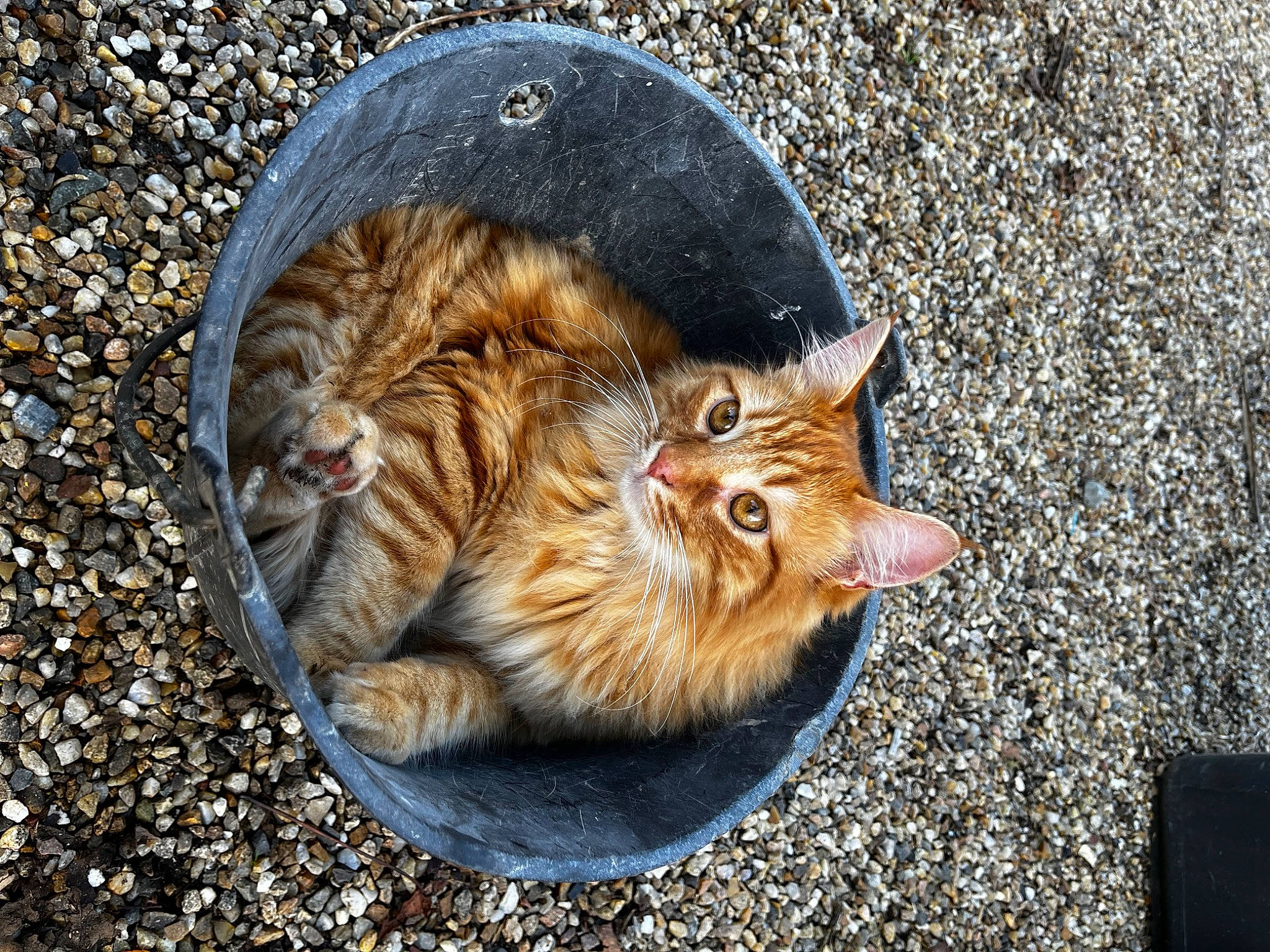 Sushi a rejoint le concours — aidez-le/la à gagner de superbes lots ! asphalt, carnivore, cat, claw, domestic_short_haired_cat, eye, fawn, felidae, fur, grass, paw, road_surface, sand, small_to_medium_sized_cats, snout, soil, tail, terrestrial_animal, whiskers, wildlife