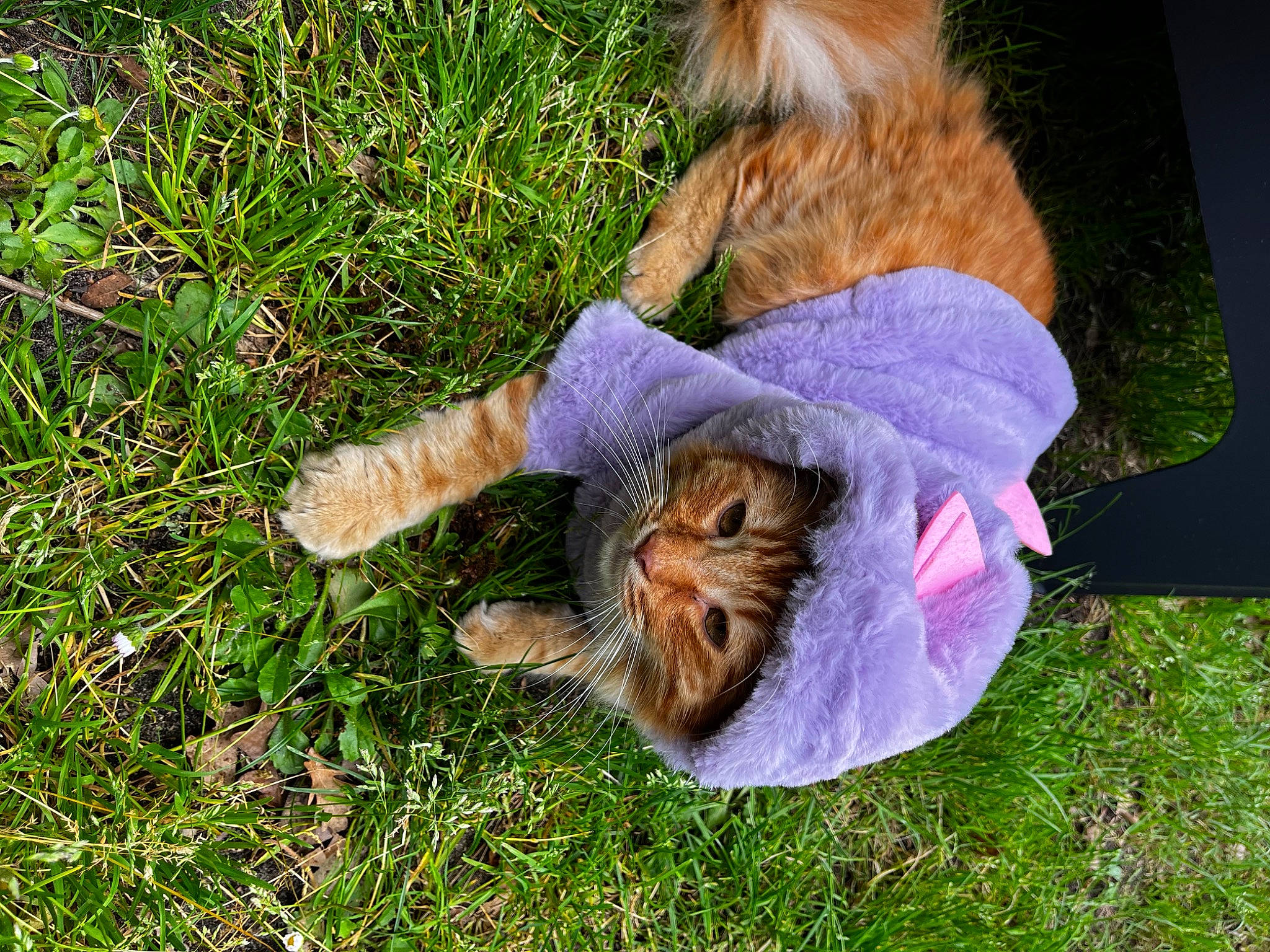 Sushi a rejoint le concours — aidez-le/la à gagner de superbes lots ! canidae, carnivore, cat, companion_dog, dog_breed, domestic_short_haired_cat, fawn, felidae, fur, grass, human_leg, paw, people_in_nature, plant, small_to_medium_sized_cats, snout, sporting_group, tail, whiskers, wildlife