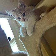 Simba is registered to the contest to win money with this photo: kitten, cat, feline, pet, indoor, cat_tree, curious, blue_eyes, fluffy, whiskers, paws, fur, window, natural_light, cozy, cute, animal, young, playful, domestic