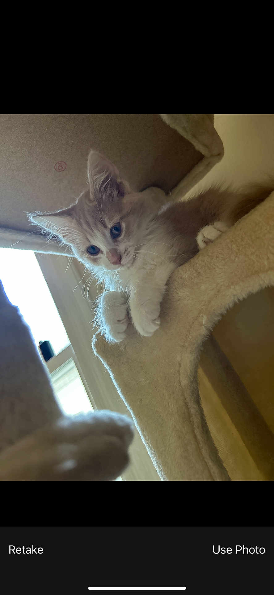 Simba is registered to the contest to win money with this photo: kitten, cat, feline, pet, indoor, cat_tree, curious, blue_eyes, fluffy, whiskers, paws, fur, window, natural_light, cozy, cute, animal, young, playful, domestic