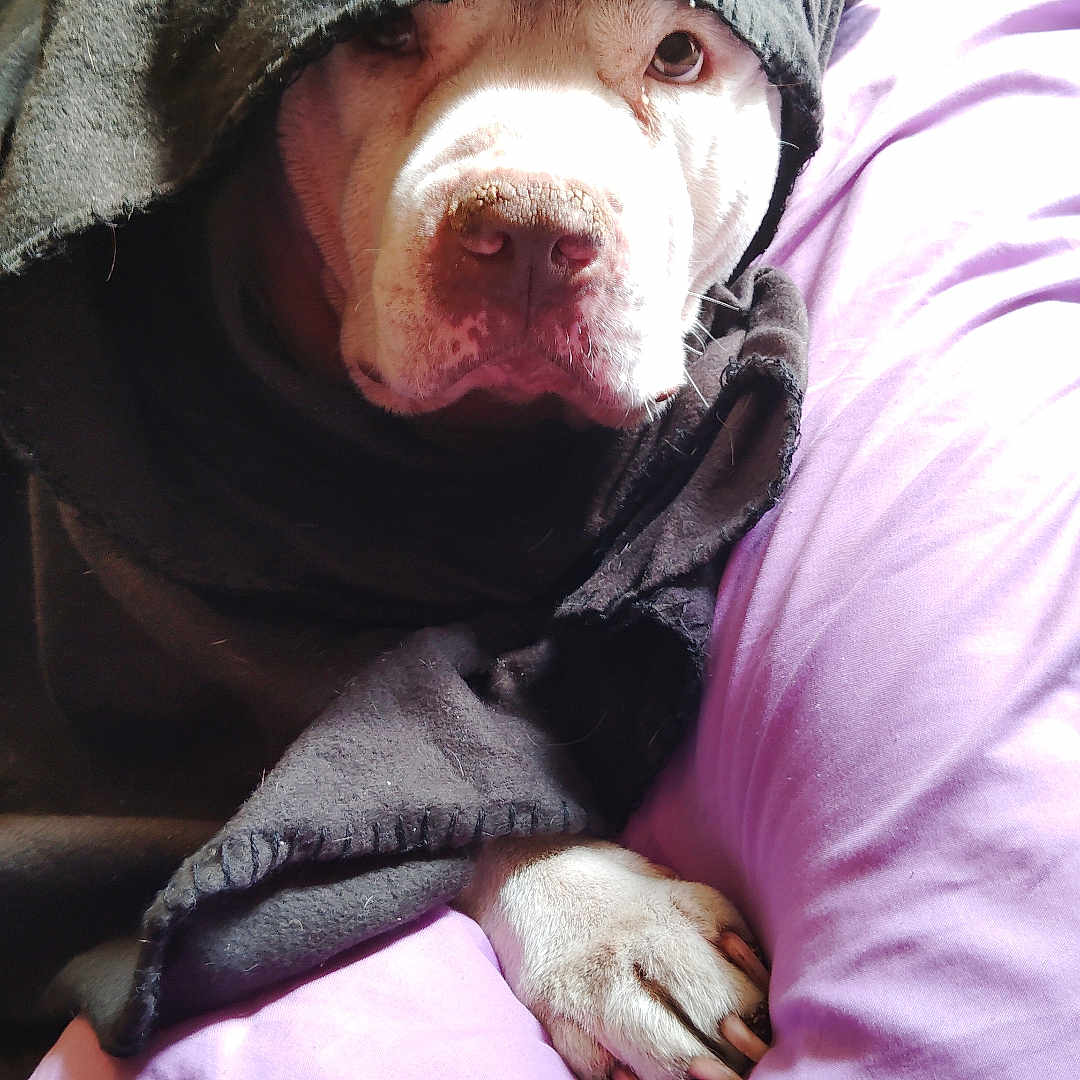 Zeus is registered to the contest to win money with this photo: animal, blanket, canine, claw, comfort, companion, cozy, cute, dog, fur, indoors, paw, pet, portrait, purple_pillow, relaxed, resting, snout, soft, wrapped