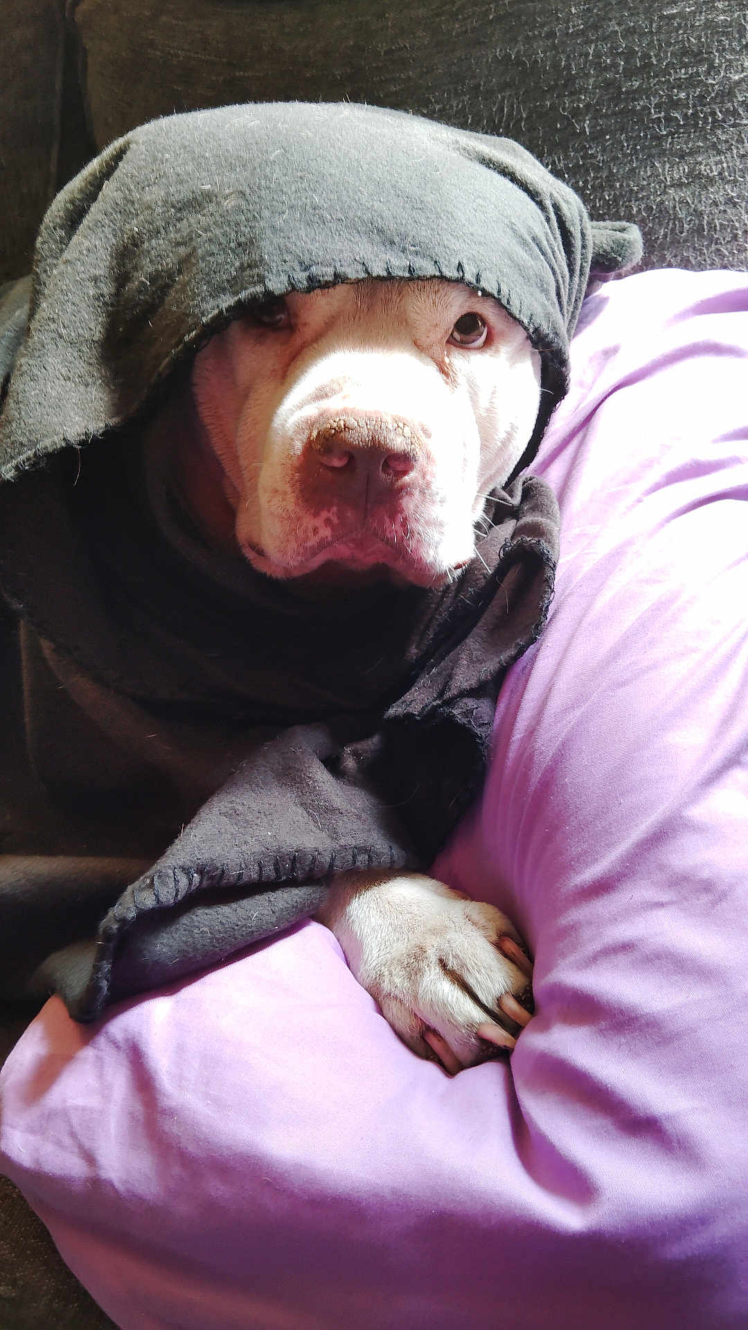 Zeus