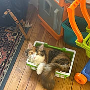 Penelope is registered to the contest to win money with this photo: cat, calico, basket, wooden_floor, indoor, toy, childrens_toy, rug, colorful, curled_up, pet, feline, looking_at_camera, cozy, playful, floor, orange, green, white, plastic