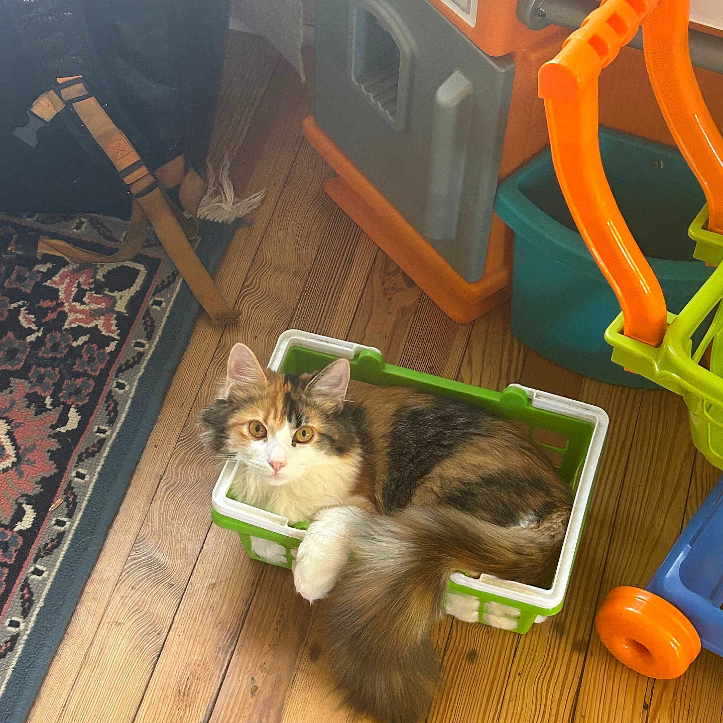 Penelope is registered to the contest to win money with this photo: cat, calico, basket, wooden_floor, indoor, toy, childrens_toy, rug, colorful, curled_up, pet, feline, looking_at_camera, cozy, playful, floor, orange, green, white, plastic