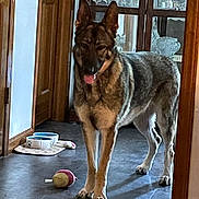 Sable is registered to the contest to win money with this photo: animal, cabinet, canine, dog, domestic, doorway, floor, furniture, german_shepherd, glassware, home, indoor, interior, pet, pet_bowl, playful, standing, tongue_out, toy_ball, wooden_floor