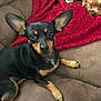 dog, couch, blanket, pet, animal, indoor, brown, black, tan, small_dog, cute, ears, nose, fur, relaxing, home, comfort, cushion, looking, two_dogs