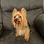alert, animal, armchair, bone_shaped_treat, brown_fur, canine, companion, cute, dog, domestic, furniture, indoor, long_hair, looking, pet, red_bow, seated, small_dog, treat, yorkshire_terrier