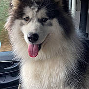 Vaya a rejoint le concours — aidez-le/la à gagner de superbes lots ! alaskan_malamute, animal, brown_eyes, car_interior, closeup, daylight, dog, ears, fluffy, fur, happy, leash, nature_outside, nose, pet, seat, sitting, tongue_out, vehicle, window