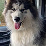 alaskan_malamute, animal, brown_eyes, car_interior, closeup, daylight, dog, ears, fluffy, fur, happy, leash, nature_outside, nose, pet, seat, sitting, tongue_out, vehicle, window
