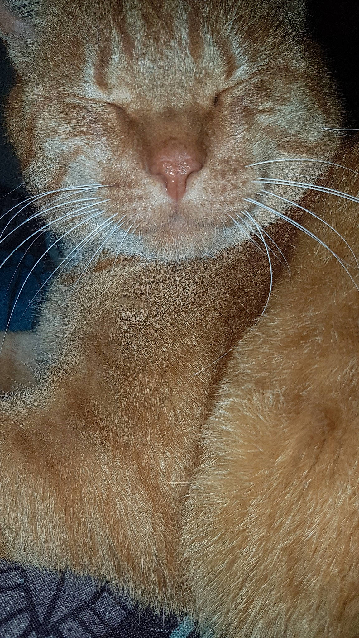 Pacha a rejoint le concours — aidez-le/la à gagner de superbes lots ! carnivore, cat, claw, close_up, european_shorthair, fawn, felidae, fur, mammal, nose, skin, small_to_medium_sized_cats, snout, tabby_cat, whiskers