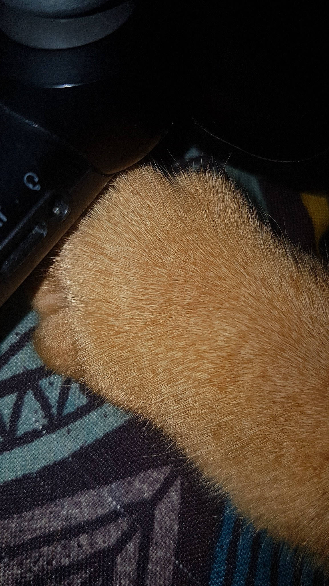 Pacha participe au concours pour gagner de l'argent avec cette photo : ear, fawn, footwear, fur, shoe, skin, tail