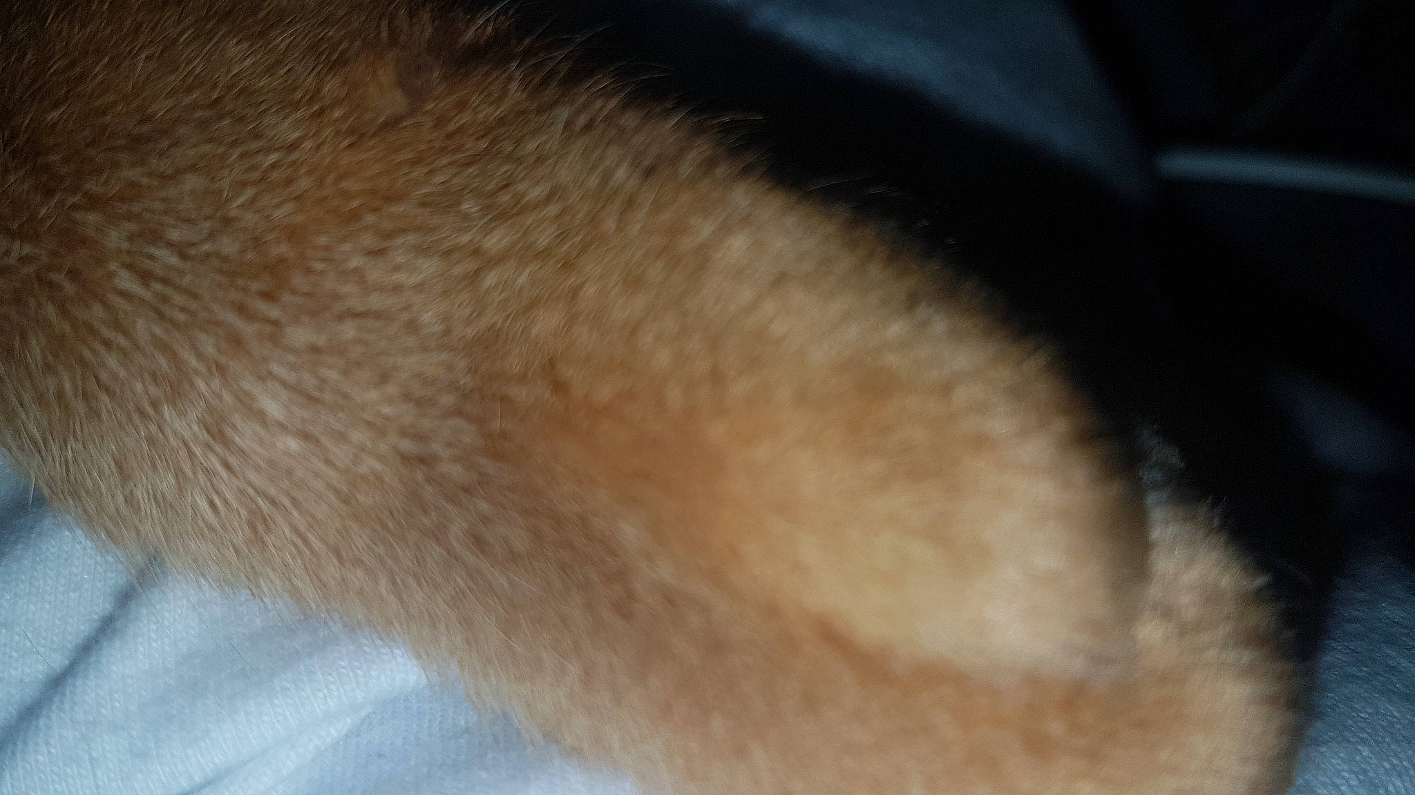 Pacha a rejoint le concours — aidez-le/la à gagner de superbes lots ! canidae, close_up, ear, fawn, fur, jaw, neck, nose, skin, snout, tail, whiskers