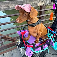 Sara joined the competition — help win amazing prizes! animal, basket, bicycle, black_bicycle, calm, cap, collar, dachshund, daylight, dog, leash, nature, outdoor, paw, pet, pink_cap, purple_cloth, river, side_view, wooden_bridge