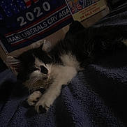Bella is registered to the contest to win money with this photo: kitten, cat, sleeping, black_and_white, feline, pet, blanket, indoor, cozy, fur, whiskers, paw, resting, animal, cute, young, domestic, soft, relaxing, bedroom