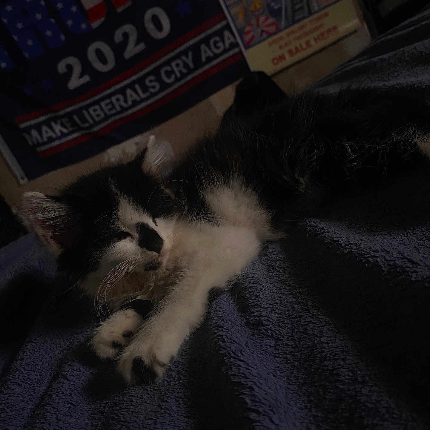 Bella is registered to the contest to win money with this photo: kitten, cat, sleeping, black_and_white, feline, pet, blanket, indoor, cozy, fur, whiskers, paw, resting, animal, cute, young, domestic, soft, relaxing, bedroom