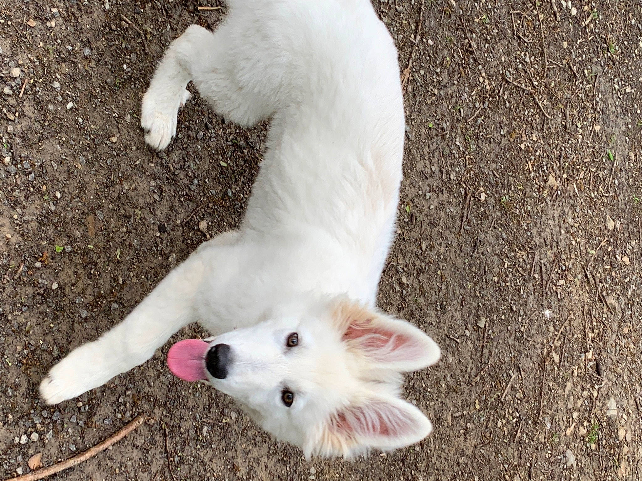 Leko a rejoint le concours — aidez-le/la à gagner de superbes lots ! canidae, carnivore, cat, claw, companion_dog, dog_breed, fawn, felidae, foot, fur, happy, non_sporting_group, paw, small_to_medium_sized_cats, snout, sporting_group, tail, terrestrial_animal, toe, whiskers