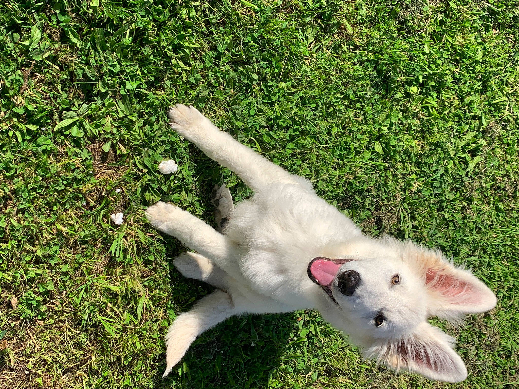Leko a rejoint le concours — aidez-le/la à gagner de superbes lots ! carnivore, collar, companion_dog, dog, dog_breed, fang, felidae, fur, grass, grassland, groundcover, lawn, paw, plant, small_to_medium_sized_cats, snout, tail, terrestrial_animal, whiskers, working_animal