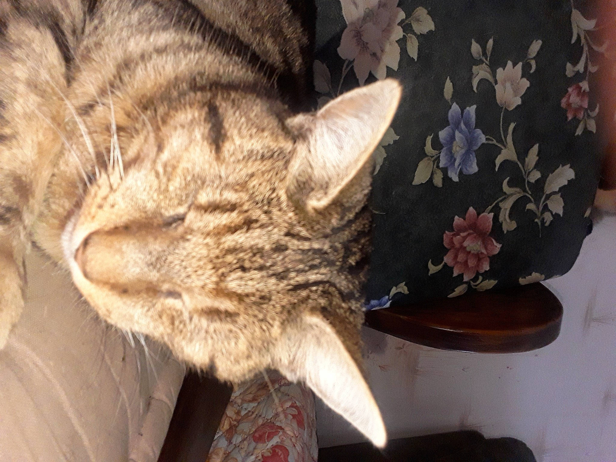 Mirabelle participe au concours pour gagner de l'argent avec cette photo : carnivore, cat, cat_supply, comfort, domestic_short_haired_cat, felidae, fur, nap, pattern, sleep, small_to_medium_sized_cats, snout, tail, whiskers