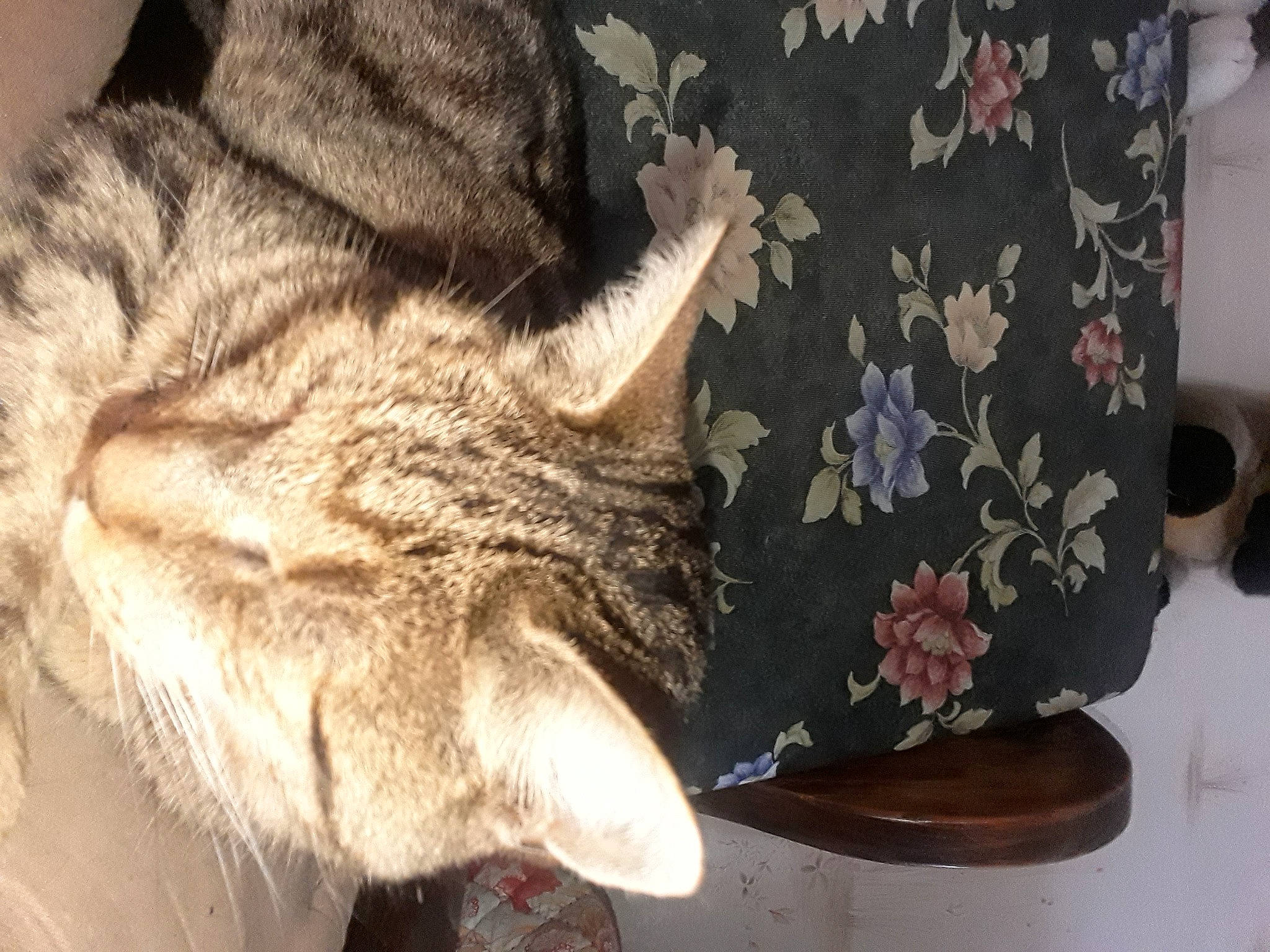 Mirabelle participe au concours pour gagner de l'argent avec cette photo : carnivore, cat, claw, comfort, couch, domestic_short_haired_cat, fawn, felidae, fur, gesture, human_leg, lap, leg, paw, small_to_medium_sized_cats, tail, textile, whiskers, window, wood