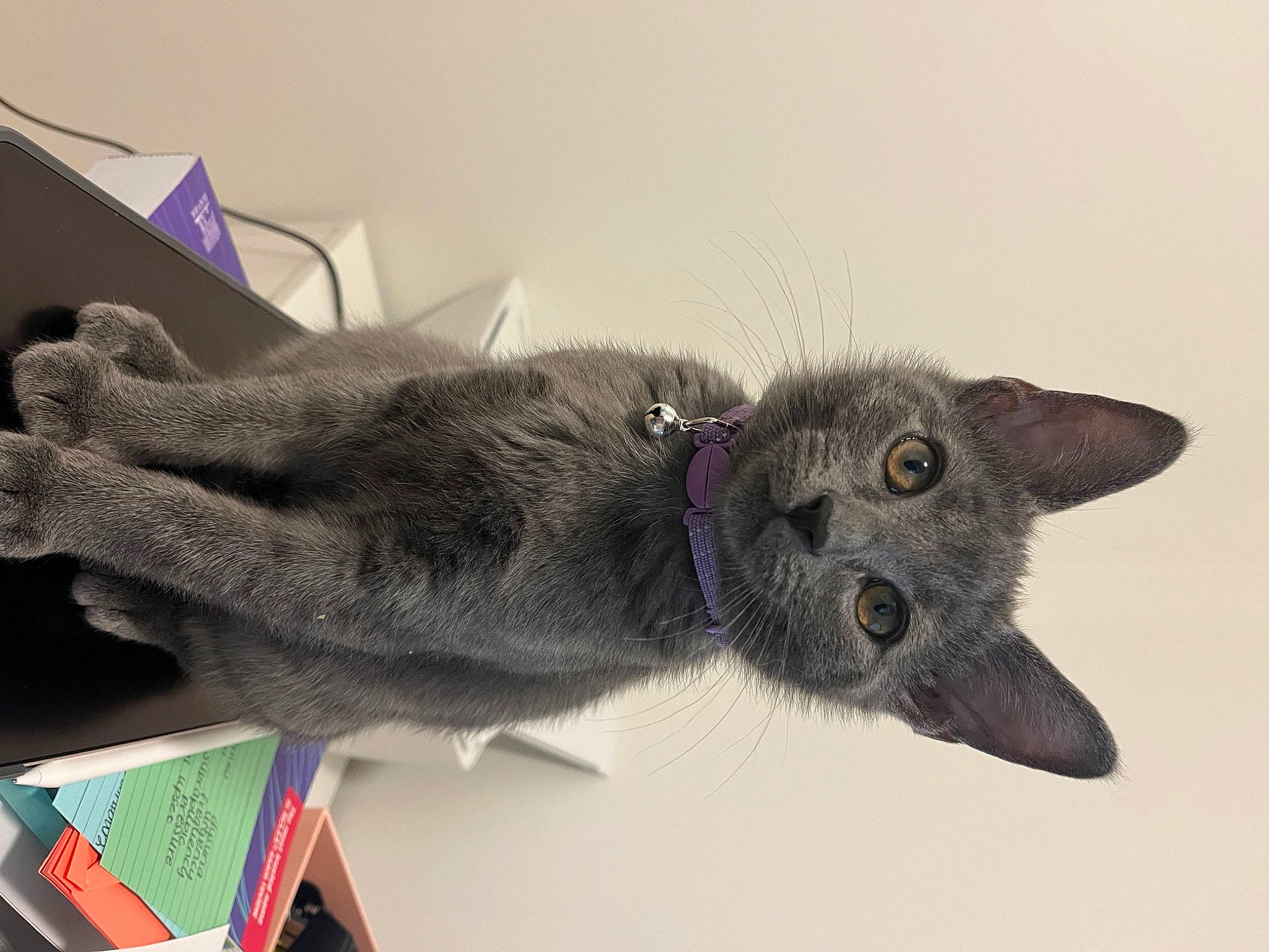 Milo is registered to the contest to win money with this photo: carnivore, cat, claw, comfort, dog_breed, domestic_short_haired_cat, ear, felidae, fur, grey, mammal, paw, russian_blue, small_to_medium_sized_cats, snout, sporting_group, tail, vertebrate, whiskers