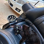 Gary Lazer Eyes is registered to the contest to win money with this photo: black_cat, cat, motorcycle_seat, leather, vehicle, car, mercedes, outdoor, driveway, grass, pet, animal, feline, collar, curious, relaxed, green_eyes, closeup, transportation, daytime