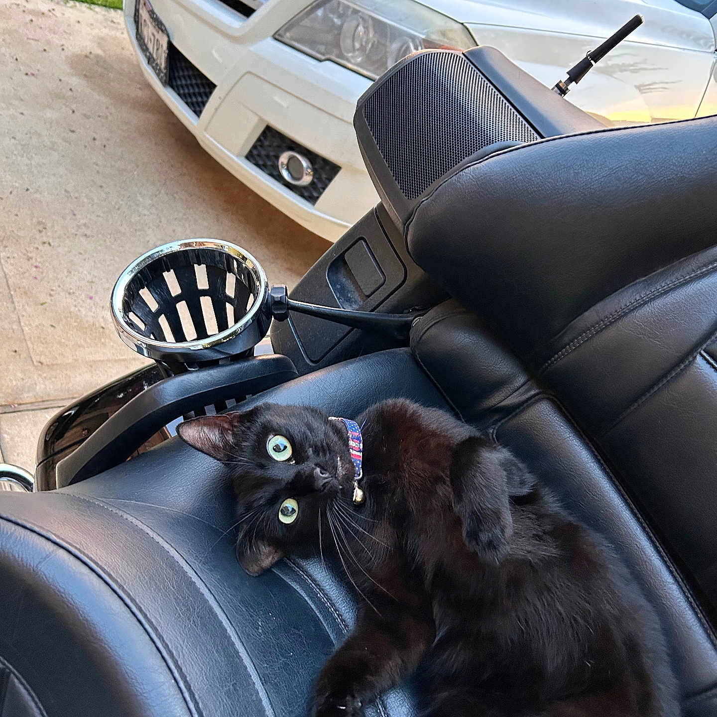 Gary Lazer Eyes is registered to the contest to win money with this photo: animal, black_cat, car, cat, closeup, collar, curious, daytime, driveway, feline, grass, green_eyes, leather, mercedes, motorcycle_seat, outdoor, pet, relaxed, transportation, vehicle