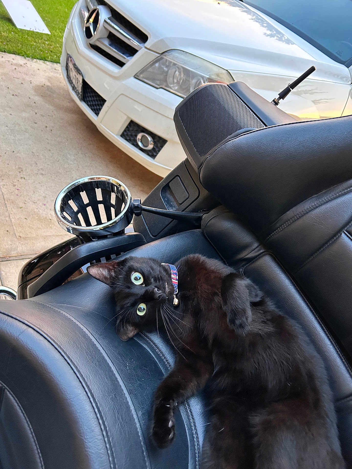 Gary Lazer Eyes is registered to the contest to win money with this photo: black_cat, cat, motorcycle_seat, leather, vehicle, car, mercedes, outdoor, driveway, grass, pet, animal, feline, collar, curious, relaxed, green_eyes, closeup, transportation, daytime