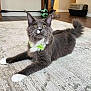 Merlin joined the competition — help win amazing prizes! cat, gray_cat, white_paws, green_bow_tie, lying_down, carpet, indoor, curious, pet_carrier, soccer_ball, wooden_table, floor, whiskers, tail, ears, feline, domestic_animal, household, cute, fluffy