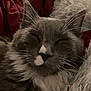 Merlin is registered to the contest to win money with this photo: cat, sleeping, gray, white, whiskers, closeup, fluffy, fur, pet, cozy, resting, indoor, blanket, soft, cute, animal, relaxed, face, feline, comfort