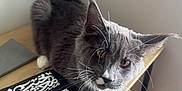 Merlin joined the competition — help win amazing prizes! cat, gray_cat, white_paws, whiskers, book, arabic_text, wooden_shelf, indoor, curious, pet, animal, feline, close_up, soft_light, floor, corner, brown_floor, table, relaxed, domestic