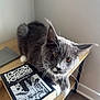 cat, gray_cat, white_paws, whiskers, book, arabic_text, wooden_shelf, indoor, curious, pet, animal, feline, close_up, soft_light, floor, corner, brown_floor, table, relaxed, domestic