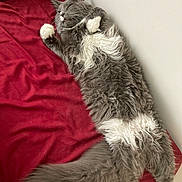 Merlin is registered to the contest to win money with this photo: cat, gray_cat, white_paws, fluffy, long_tail, relaxed, lying_down, red_blanket, indoor, pet, fur, cute, sleepy, whiskers, animal, cozy, resting, feline, soft, domestic_animal
