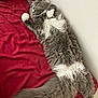 cat, gray_cat, white_paws, fluffy, long_tail, relaxed, lying_down, red_blanket, indoor, pet, fur, cute, sleepy, whiskers, animal, cozy, resting, feline, soft, domestic_animal