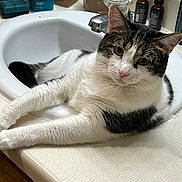Stella is registered to the contest to win money with this photo: animal, bathroom, black_and_white, cat, countertop, curious, domestic, ears, feline, fur, household, indoor, laying, looking, pet, pink_nose, relaxed, sink, toiletries, whiskers