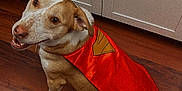 Dale is registered to the contest to win money with this photo: dog, cape, superhero, brown_and_white_dog, wooden_floor, kitchen, cabinet, pet, canine, costume, indoor, smiling, looking_up, ears, fur, domestic_animal, animal, friendly, cute, playful