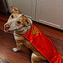 dog, cape, superhero, brown_and_white_dog, wooden_floor, kitchen, cabinet, pet, canine, costume, indoor, smiling, looking_up, ears, fur, domestic_animal, animal, friendly, cute, playful