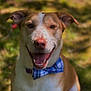 Dale is registered to the contest to win money with this photo: dog, canine, bow_tie, smiling, pet, outdoor, nature, grass, fur, ears, mouth, tongue, collar, animal, portrait, happy, sitting, friendly, cute, daylight