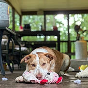 Dale is registered to the contest to win money with this photo: dog, toy, stuffed_animal, floor, wooden_floor, indoor, pet, brown_dog, white_dog, laying_down, chewing, stuffing, blurred_background, porch, furniture, window, daylight, animal, cute, relaxed