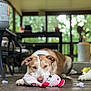 dog, toy, stuffed_animal, floor, wooden_floor, indoor, pet, brown_dog, white_dog, laying_down, chewing, stuffing, blurred_background, porch, furniture, window, daylight, animal, cute, relaxed