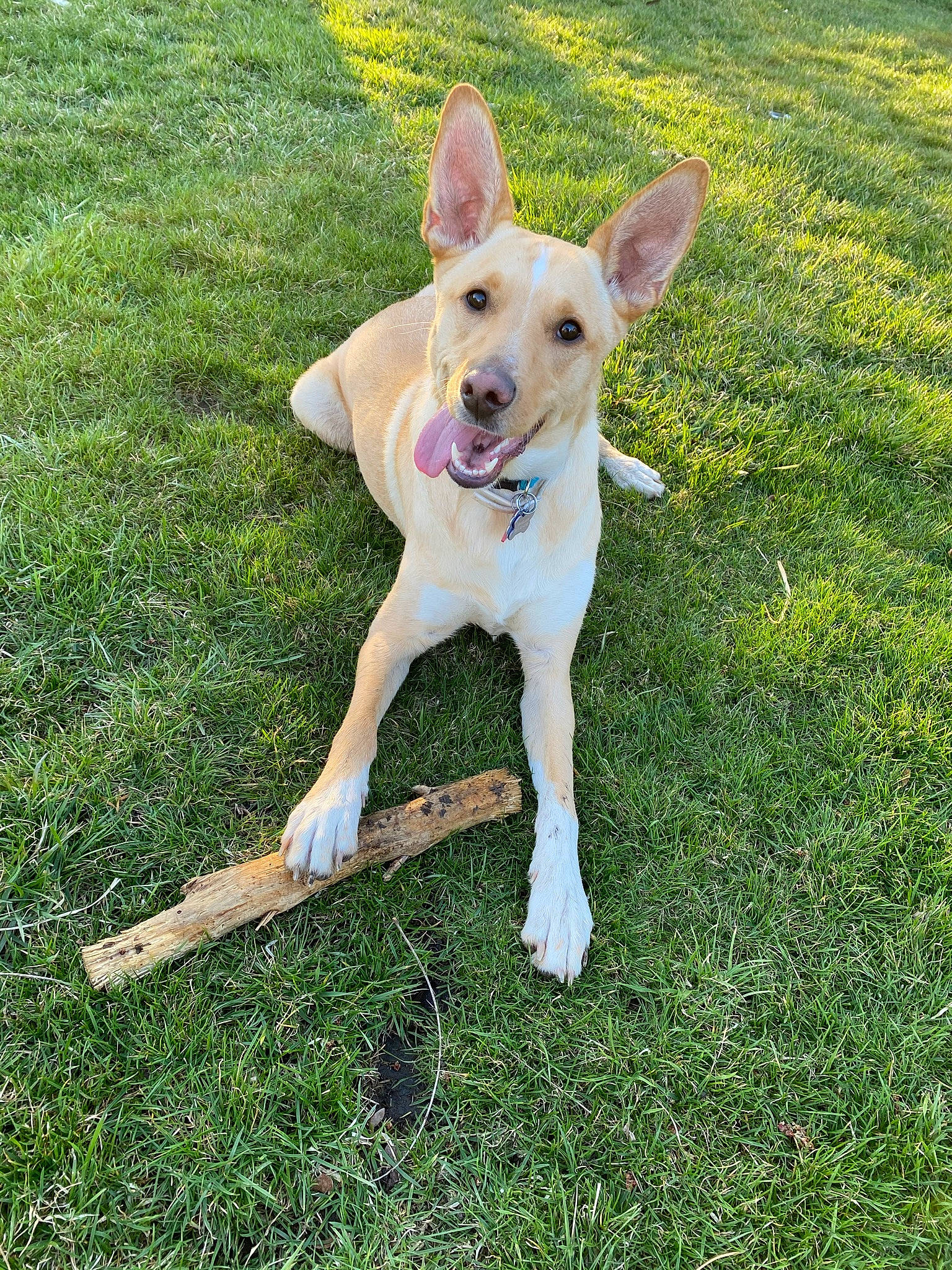 Seurat joined the competition — help win amazing prizes! ancient_dog_breeds, canidae, carnivore, collar, companion_dog, dog, dog_breed, dog_supply, fawn, grass, hunting_dog, lawn, monoplane, non_sporting_group, paw, plant, sporting_group, tail, terrestrial_animal, working_dog