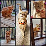 Milo joined the competition — help win amazing prizes! animal, bow_tie, carpet, cat, close_up, curious, cute, feline, furniture, hand, indoor, orange_tabby, outdoor, person, pet, portrait, railing, sitting, walking, wooden_deck