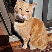 Milo joined the competition — help win amazing prizes! animal, cat, closeup, collar, domestic_cat, door_frame, ears, feline, fur, orange_tabby, outdoor, pet, screen_door, shadow, sitting, sunlight, whiskers, window, wooden_deck, yellow_eyes