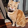 animal, cat, closeup, collar, domestic_cat, door_frame, ears, feline, fur, orange_tabby, outdoor, pet, screen_door, shadow, sitting, sunlight, whiskers, window, wooden_deck, yellow_eyes