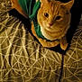 Milo is registered to the contest to win money with this photo: animal, bed, blanket, cat, cozy, curious, cute, domestic_cat, ears, feline, fur, green_sweater, indoor, looking, orange_tabby, patterned, paws, pet_clothing, resting, whiskers