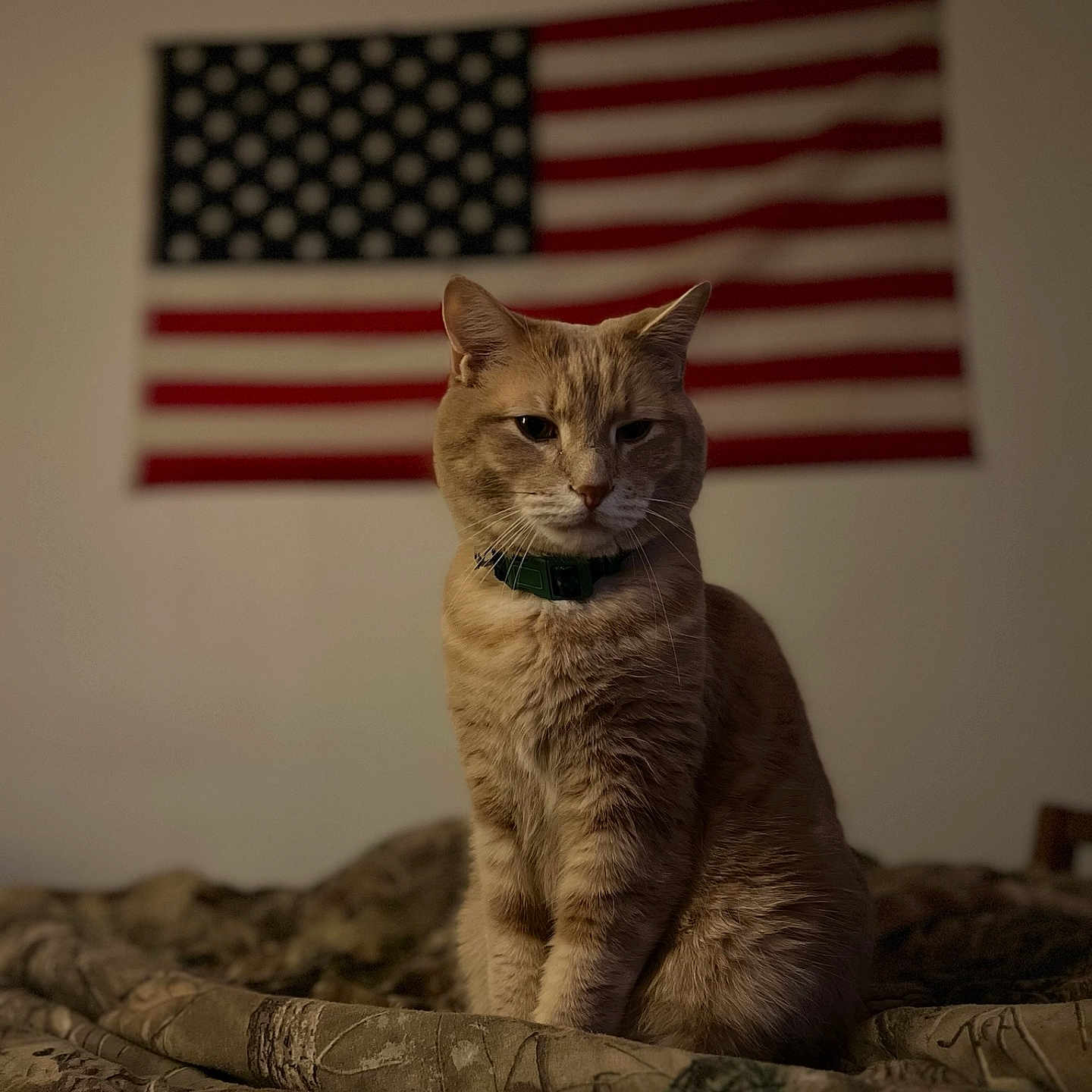 Milo joined the competition — help win amazing prizes! american_flag, animal, background, bed, blanket, cat, collar, cute, domestic_cat, feline, fur, furniture, ginger_cat, home, indoor, pet, portrait, sitting, wall, whiskers